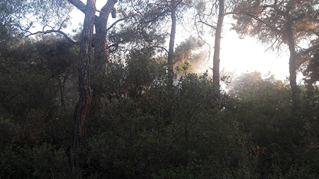 Büyükada'daki orman yangını kontrol altına alındı!