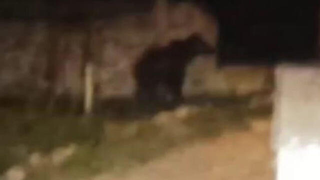 Sivas'ta bir köyde ayı paniği