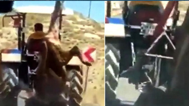 Sivas'ta skandal görüntü! Kurbanlık ineği traktöre asarak taşıdı