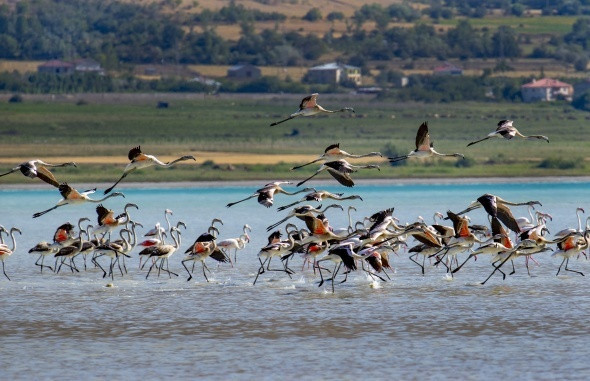 Van Gölü'nde flamingoların eşsiz dansı