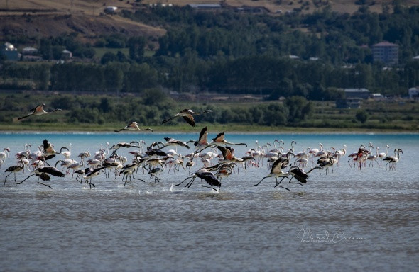 Van Gölü'nde flamingoların eşsiz dansı