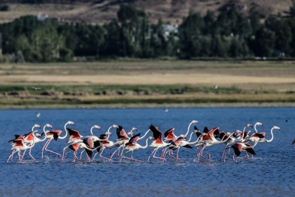 Van Gölü'nde flamingoların eşsiz dansı