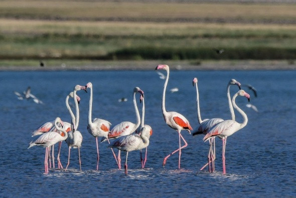 Van Gölü'nde flamingoların eşsiz dansı