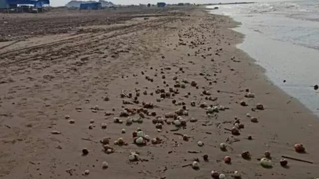 Adana'da dalgaların getirdiği yüzlerce kilo soğan plajı doldurdu