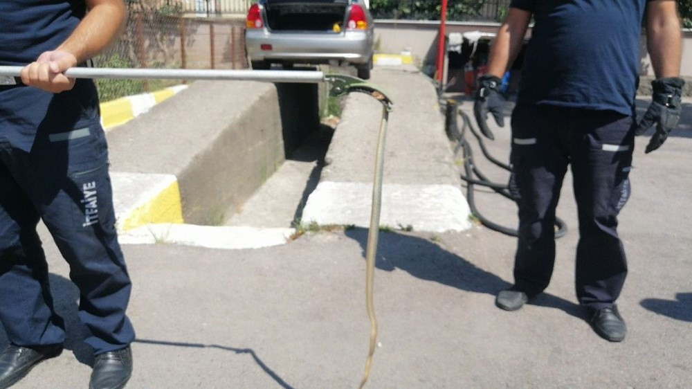 Kediden kaçan yılana tazyikli suyla müdahale
