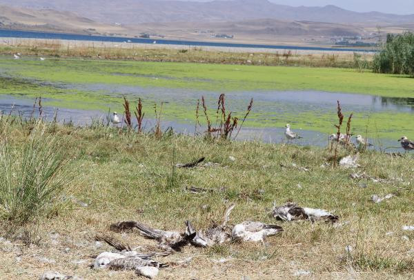 Toplu martı ölümlerinin sebebi belli oldu