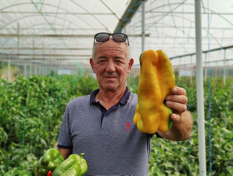 Tanesi 1 kilogram! Görenler hayrete düşüyor