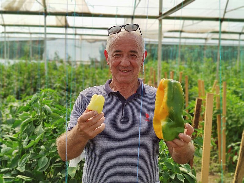 Tanesi 1 kilogram! Görenler hayrete düşüyor