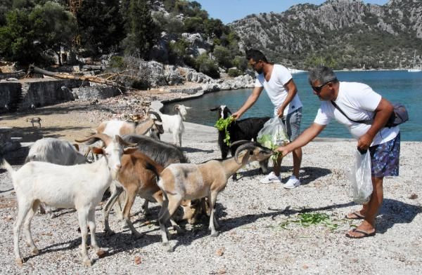 Aşırlı Adası'nın sahipleri, dağ keçileri