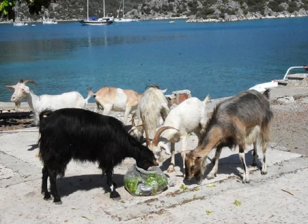 Aşırlı Adası'nın sahipleri, dağ keçileri