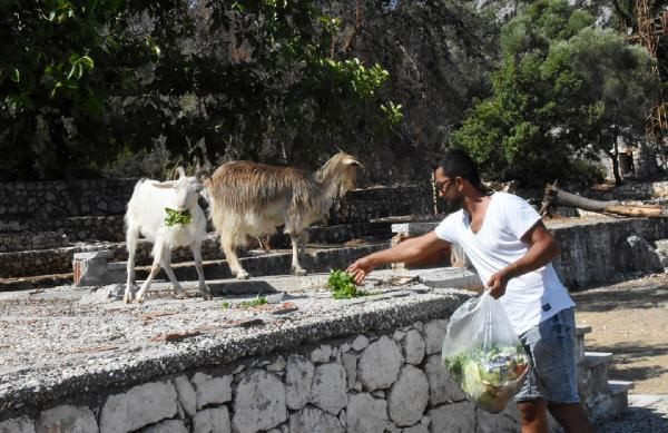 Aşırlı Adası'nın sahipleri, dağ keçileri