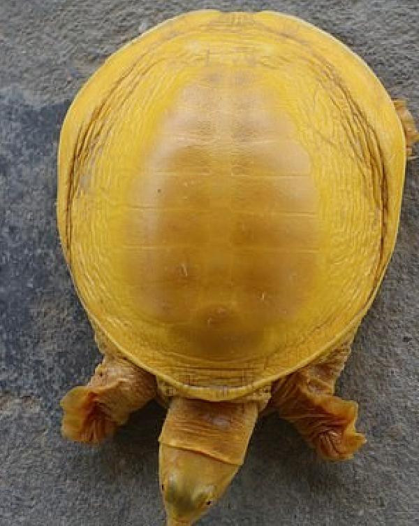 Çok nadir görülüyor... 5'inci altın renkli kaplumbağa bulundu