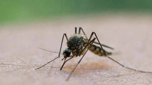Genetiği değiştirilmiş 750 milyon sivrisinek doğaya salınıyor