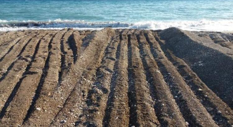 Antalya'da pes dedirten olay! İş makinesi, kaplumbağa yuvalarını ezdi!
