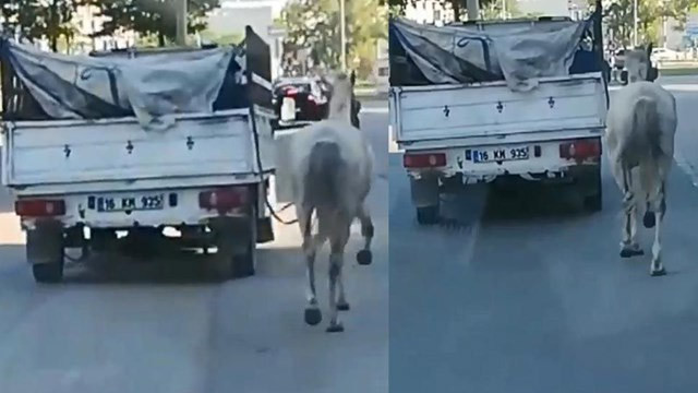 Atı kamyonete bağlayıp metrelerce koşturdular!