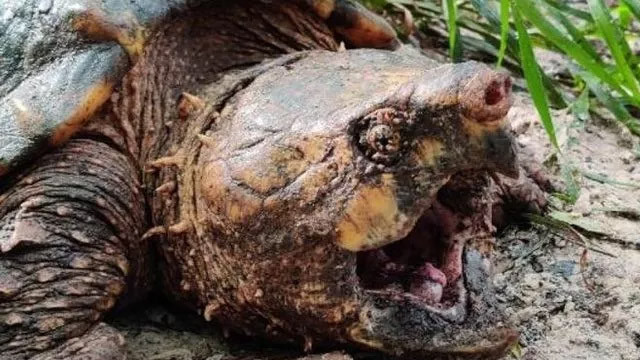 Dünyanın en büyük timsah kapan kaplumbağası ABD'de yakalandı