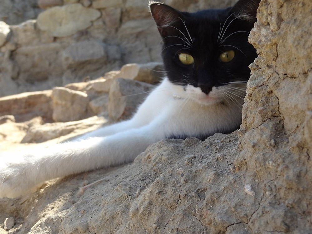 Arkeologların kurtardığı kedi, kazı alanının maskotu oldu