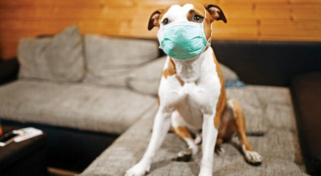 Evcil hayvanlarda koronavirüs tespit edildi