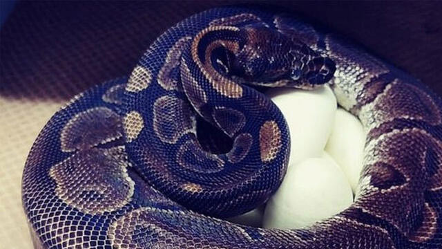 En az 15 yıldır çiftleşmeyen piton yılanı 7 yumurta yaptı