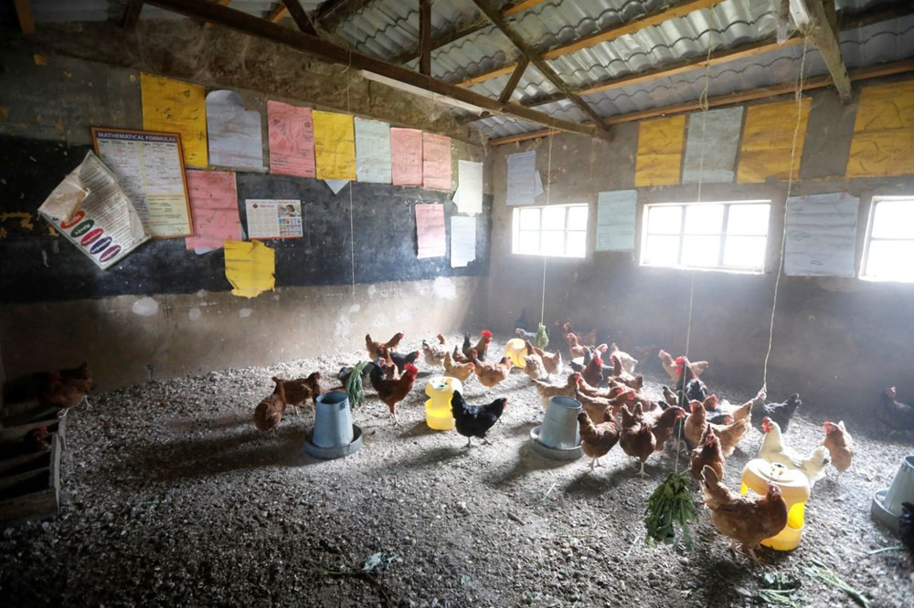 Kenya'da pandemi nedeniyle kapatılan okullarda tavuk yetiştiriliyor