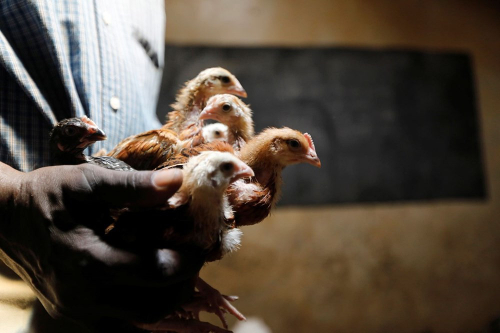 Kenya'da pandemi nedeniyle kapatılan okullarda tavuk yetiştiriliyor