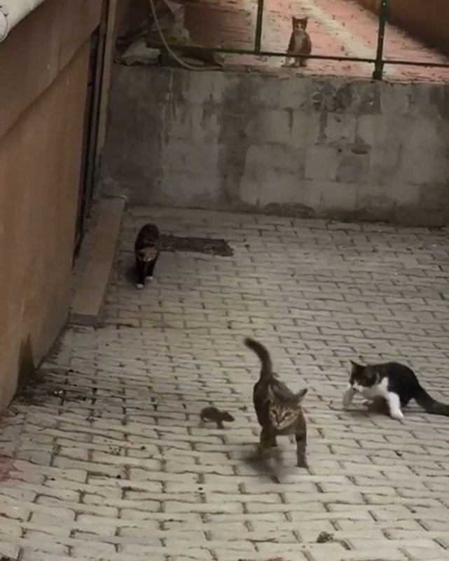 Küçük fare 5 kediye kafa tuttu