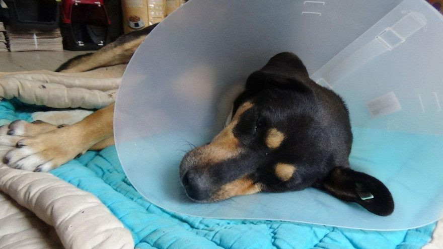 Bu köpeğe bunu yapan ''hayvanı'' bulun!