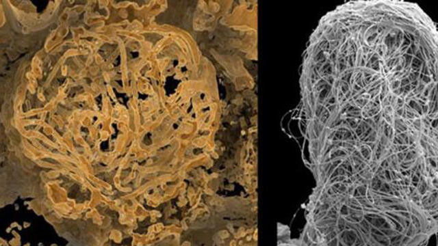 Dünyanın en eski hayvan spermi bulundu!