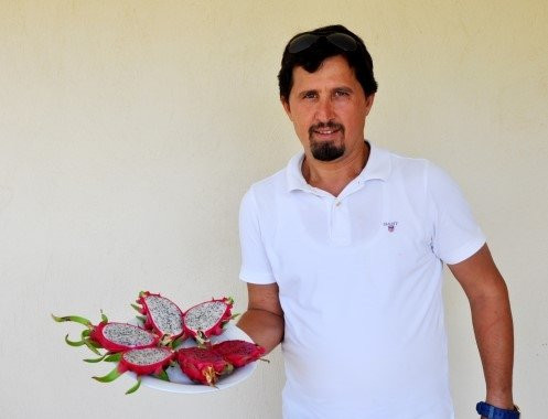 Tavsiye üzerine ejder meyvesi ekti; şimdi bir servet sahibi