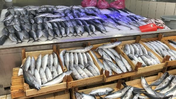 Denizlerde yüzler gülüyor ! Palamut bolluğu yaşanıyor