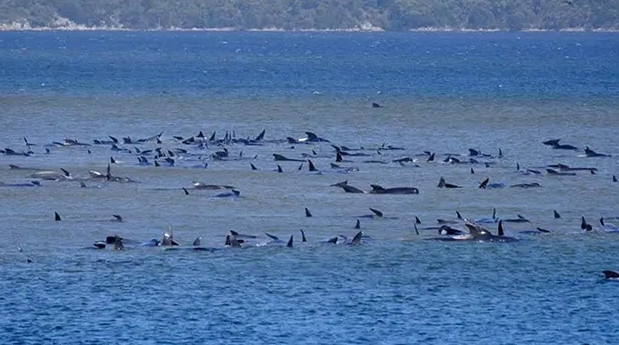 275 balina sığ sularda mahsur kaldı