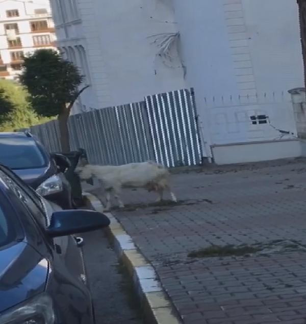 İstanbul'da ilginç anlar! Otomobile saldıran keçi kamerada