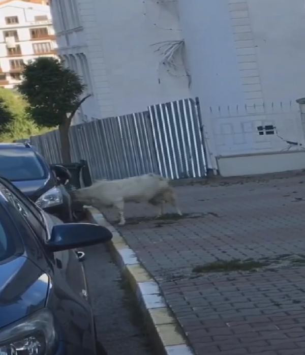 İstanbul'da ilginç anlar! Otomobile saldıran keçi kamerada