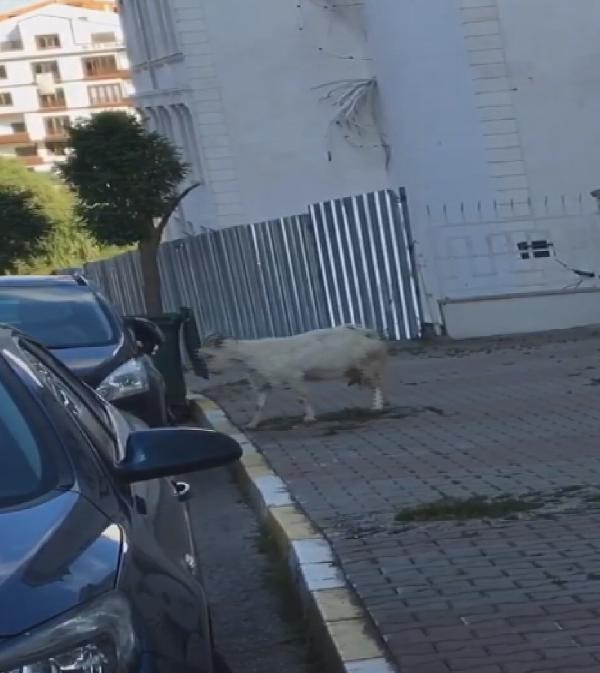 İstanbul'da ilginç anlar! Otomobile saldıran keçi kamerada