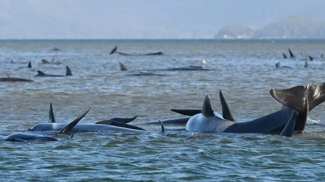 Tazmanya açıklarında 90 ölü kılavuz balina bulundu