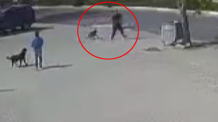 İstanbul'da korkunç olay! Sokak köpeğini böyle öldürdü