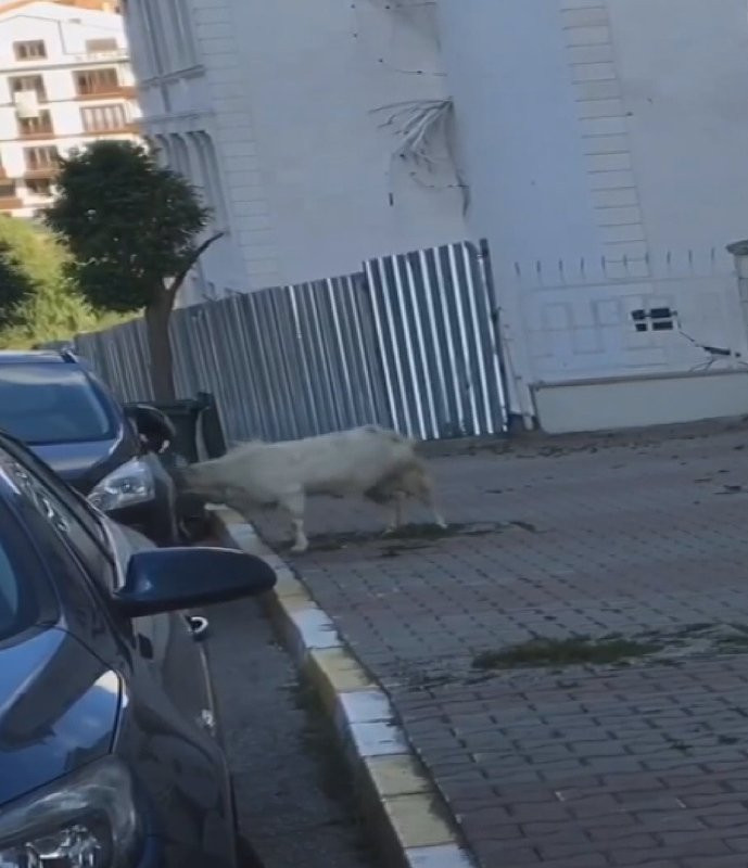 Araç sahibi gördüğü manzara karşısında şok oldu