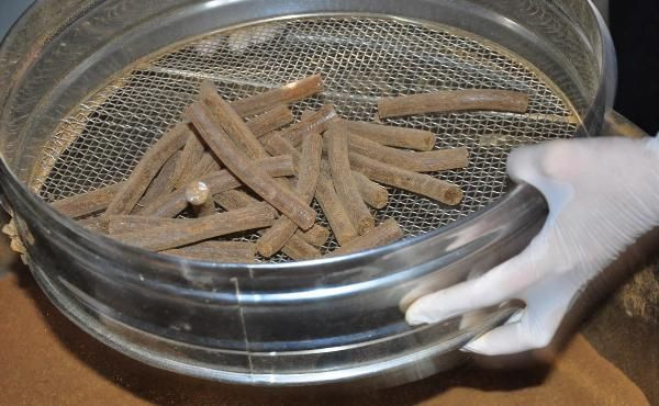 Koronavirüse karşı 480 yıllık mesir macunu