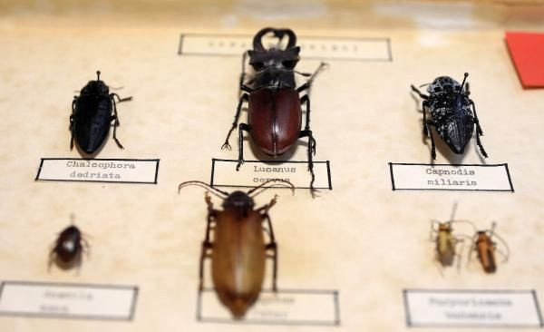 Çizgi filmlerin canavarı geyik böceği, koleksiyonda sergileniyor