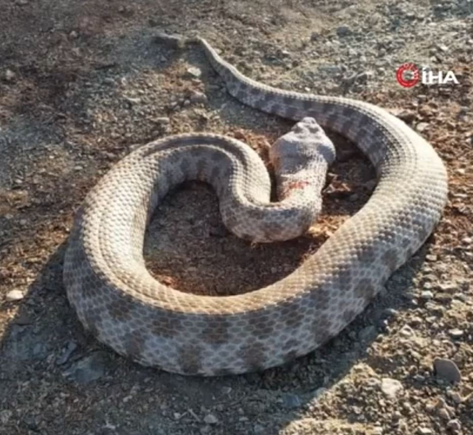 En zehirli yılan türlerinden! Kendisine saldırınca boğazından yakaladı