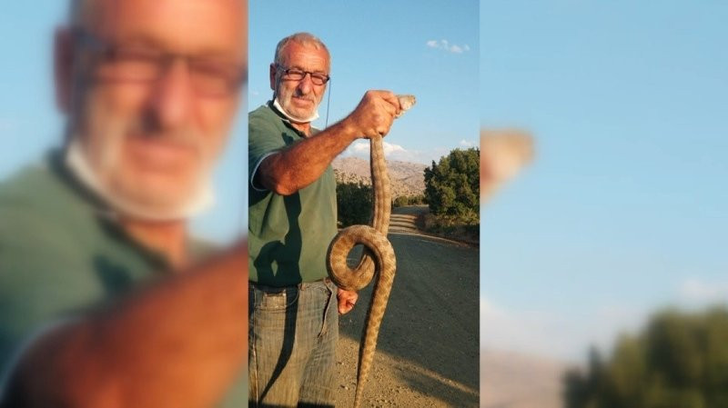 En zehirli yılan türlerinden! Kendisine saldırınca boğazından yakaladı