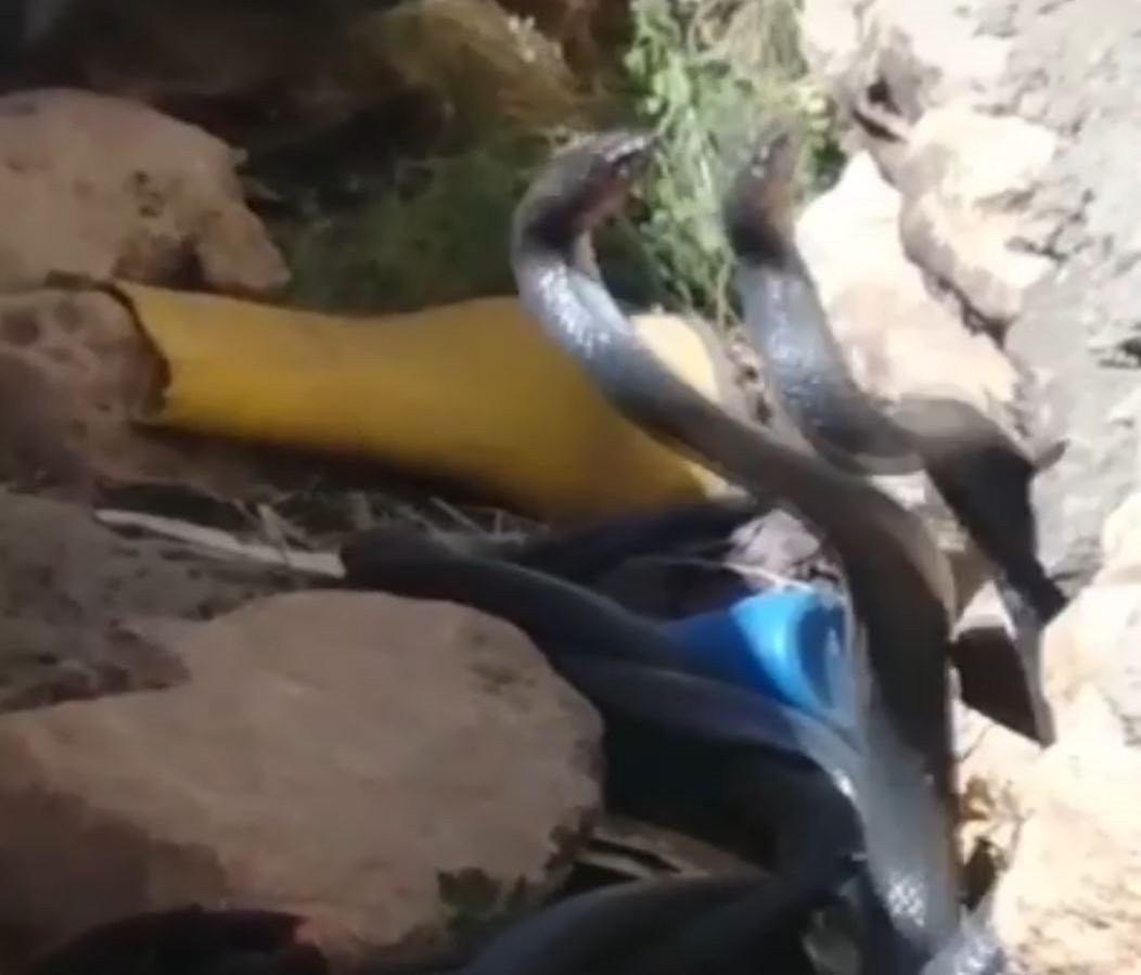 Yılanların videosunu çekerken ölümden döndüler