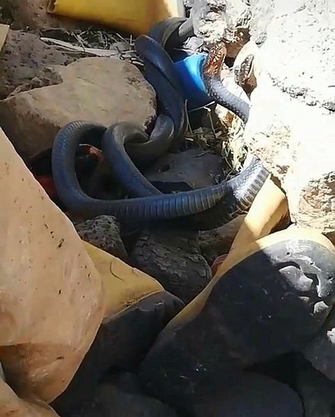 Yılanların videosunu çekerken ölümden döndüler