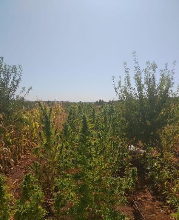 Diyarbakır'da 1.2 ton esrar ele geçirildi