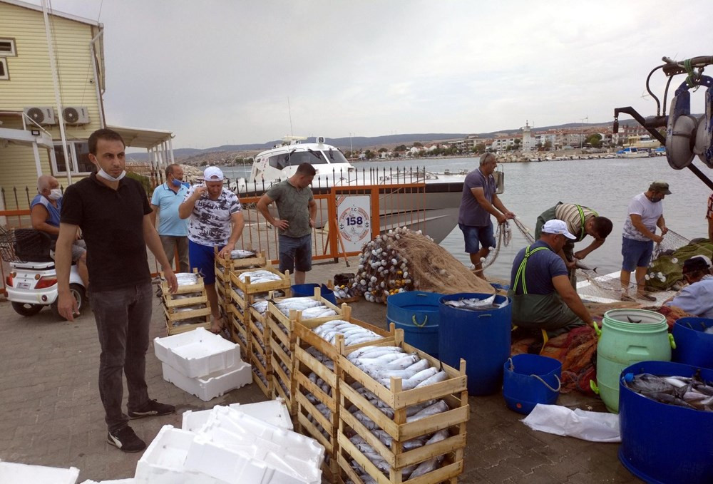 Bu sezon palamut bolluğu yaşanıyor! İşte fiyatlarda son durum
