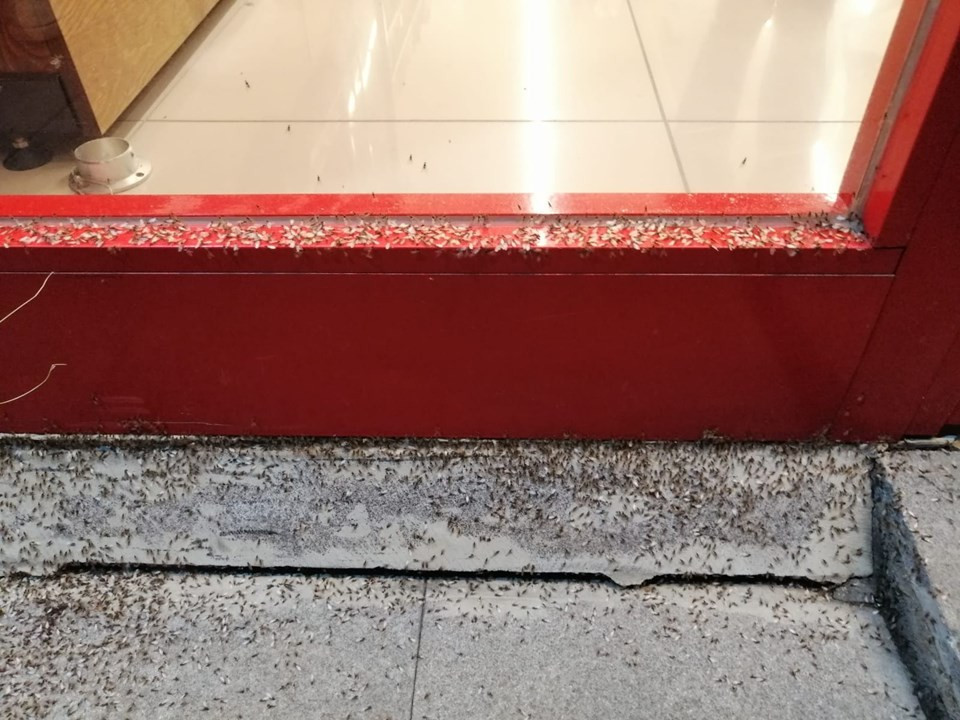 İlçeyi sinek bastı, esnaf kepenk kapattı