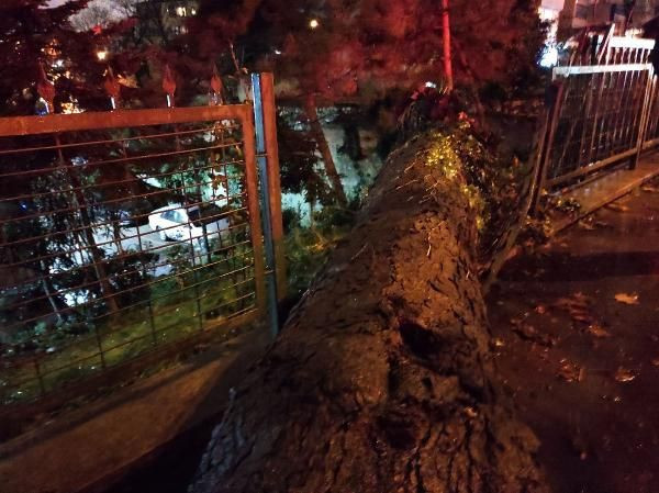 Beşiktaş'ta asırlık çınar ağacı devrildi - Resim: 1