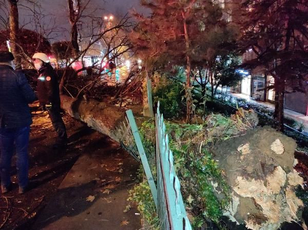Beşiktaş'ta asırlık çınar ağacı devrildi - Resim: 4