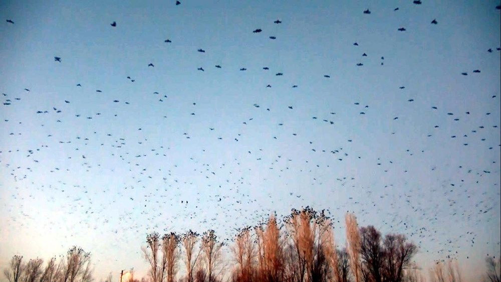 Van'da korku filmlerini aratmayan görüntüler! Mahalleyi kargalar istila etti