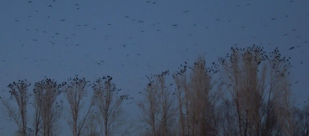Van'da korku filmlerini aratmayan görüntüler! Mahalleyi kargalar istila etti